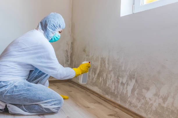 Licensed Black Mold Removal service in Nokomis, IL - WQB Mold Removal