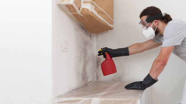 Professional Black Mold Removal technician working in Nokomis, IL