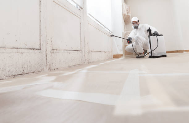 24/7 Emergency Black Mold Removal experts in Nokomis, IL