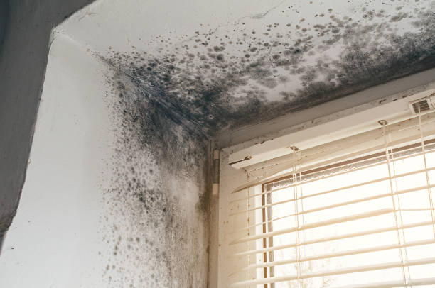 Affordable Black Mold Removal solutions in Nokomis, IL