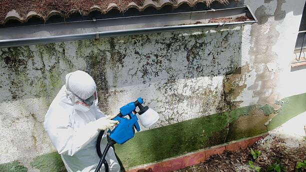 Top rated local Black Mold Removal specialists in Nokomis, IL